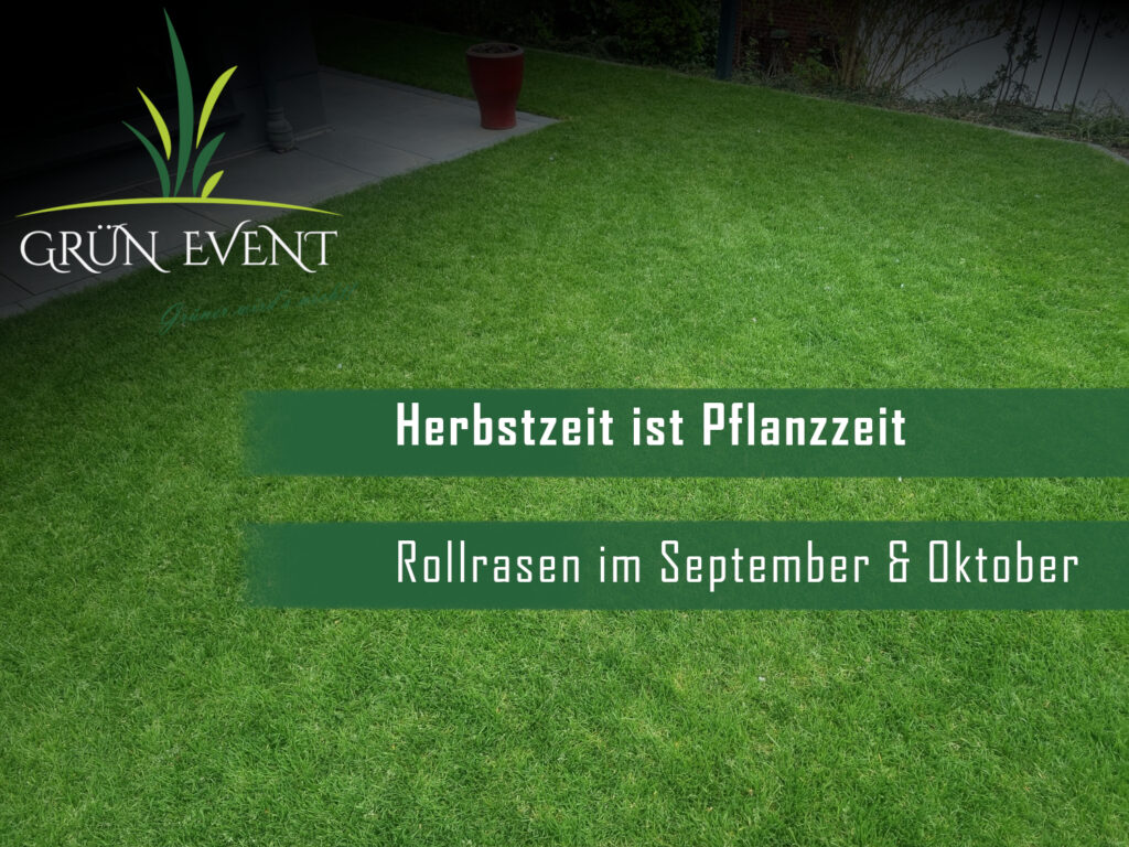 Rollrasen im Spätsommer - Optimale Bedingungen für die Verlegung im September und Oktober. Jetzt Rollrasen abholen oder liefern lassen und mit unserem Herbst-Dünger pflegen.