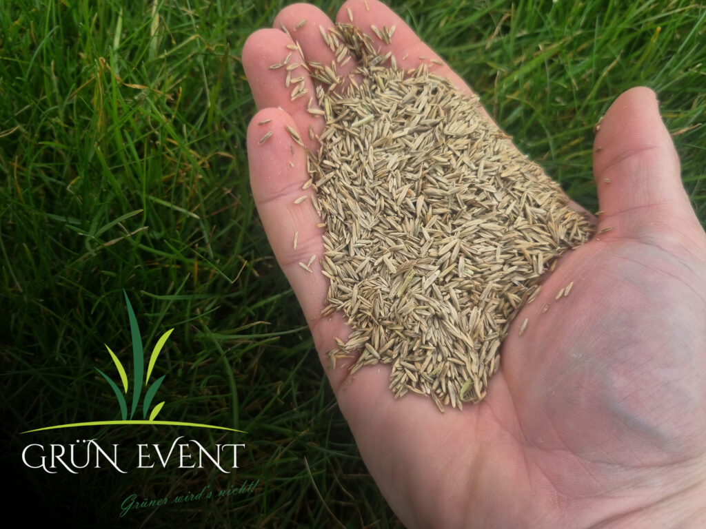 Rollrasen Premium "Alleskönner" Nachsaat 